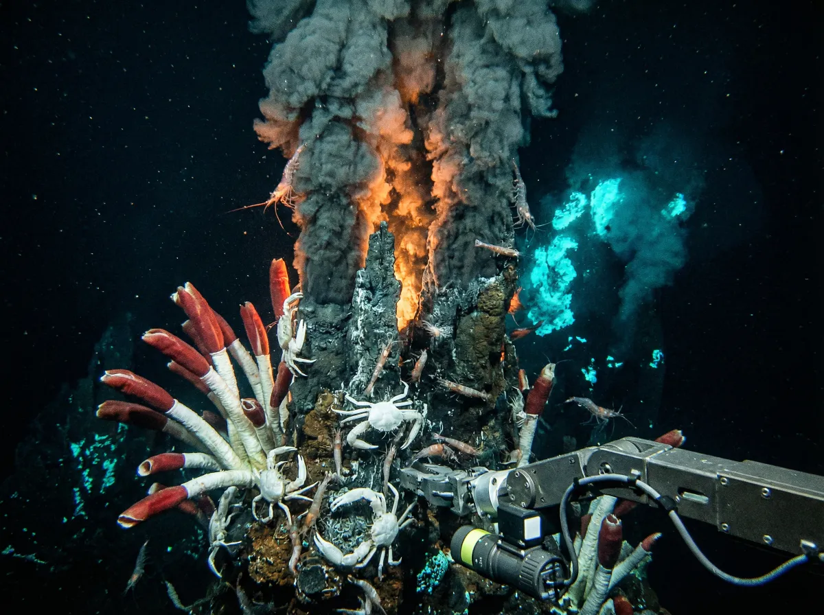 海底热泉管虫生态系统 - 海角论坛